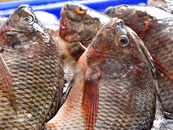 Cá rô phi Trung Quốc. Trang Boldsky cho biết, loại cá này được giữ tươi bằng các loại hormone tăng trưởng và hóa chất, có thể gây rối loạn nội tiết và nhiều bệnh tật khác. Vì thế, người tiêu dùng nên cân nhắc mua cá rô phi nếu có nhãn mác tiếng Trung.