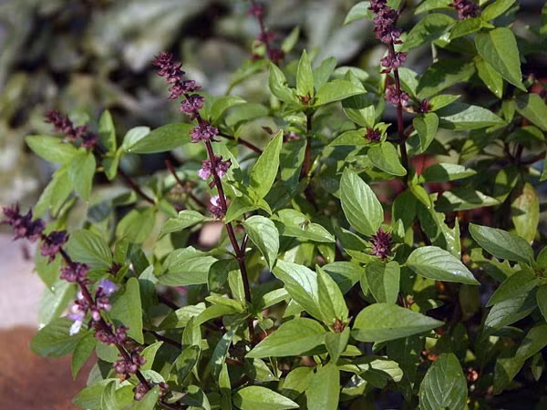 Húng quế. Húng quế có chứa flavonoid với 2 chất orientin và vicenin. Đây là 2 chất flavonoid quan trọng tan trong nước. Các chất flavonoid trong húng quế này bảo vệ cấu trúc tế bào cũng như các nhiễm sắc thể từ bức xạ và ô xi hóa tự nhiên. Lá húng quế giã nát, đắp lên mụn cóc, đến khi nó khô thì bỏ xuống và thay mới.