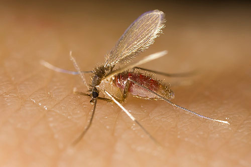 Theo Trung tâm Kiểm soát và Phòng tránh dịch bệnh Mỹ (CDC), Leishmaniasis là bệnh do loại trùng roi leishmania xâm nhập vào người qua vết cắn của ruồi cát, sau đó ăn dần các tế bào thịt, gây ra những vết lở loét nghiêm trọng trên da bệnh nhân.