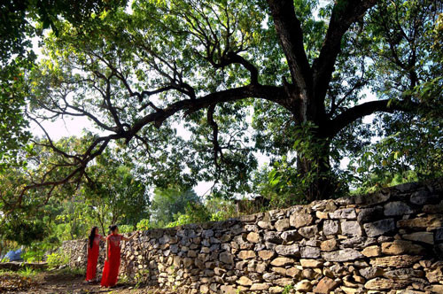 Chuyen it biet ve xoai Da Trang - mon tien vua mot thoi-Hinh-2