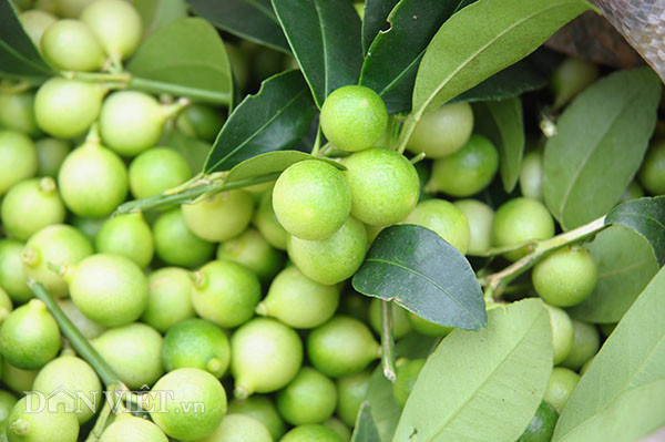 Theo kinh nghiệm của bà con dân tộc Dao ở Mẫu Sơn, quả chanh rừng ngâm với muối trắng hoặc mật ong có tác dụng tốt trong việc chữa trị viêm họng, chữa ho, chữa cảm lạnh. Ngoài ra Chanh rừng ngâm dùng làm món chấm thịt gà, vịt và nhiều gia vị cho các món kho khác. Loại quả này nhỏ hơn chanh thông thường, khi chín vỏ màu vàng, ăn cả vỏ thì ngọt, bùi và thơm, nếu bỏ vỏ ăn lõi thì hơi chua...Mặc dù trái chanh rừng bé tí nhưng đồng bào bán tới 100.0000 đồng/kg. 