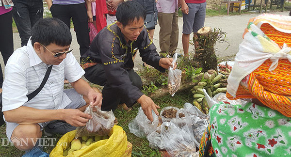 Chuối rừng là loại chuối có hột, quả bé hơn chuối thường có màu xanh đậm, có quả pha chút màu hơi tím ở vỏ. Chuối được người Dao trên bản săn tìm và chặt hái mang ra chợ bán cho du khách để ngâm rượu. 