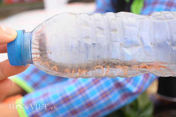 Rết là loài động vật rất nguy hiểm, chúng hay sống ở những nơi ẩm thấp. Người Dao Mẫu Sơn cho biết không phải lúc nào cũng bắt được, vì may thì mới gặp và bắt được mà không để bị cắn. Rết được mang về ngâm rượu để thành rượu rết . Rượu rết từ xưa người dân nơi đây đã biết dùng làm bài thuốc có công dụng trị nhức mỏi rất hiệu quả, chỉ cần dùng một ít rượu rết ngâm khoảng 3 tháng xoa lên chỗ đau nhức là ngay tức khắc sẽ giảm đau ngay.