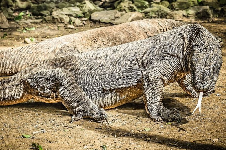 Quần đảo Komodo (của Indonesia) nổi tiếng với “loài rồng Komodo”, đã tồn tại trên Trái Đất hơn 900.000 năm.