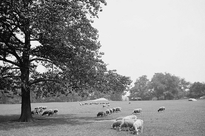 Năm 1934, các chủ cừu đưa cừu về khu Prospect Park rồi dãy núi Catskill do lo sợ người nghèo New York sẽ bắt và giết thịt lũ cừu của họ.