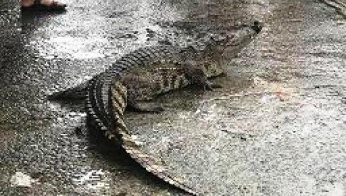 Cuối năm 2017, người dân huyện Cái Nước, tỉnh Cà Mau từng bắt được cá sấu nặng hơn 17kg. Ảnh minh họa.