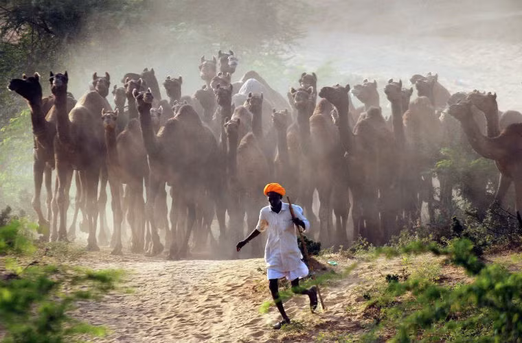 Người lái buôn dẫn đàn lạc đà ở Hội chợ Pushkar, sa mạc bang Rajasthan ở Ấn Độ.