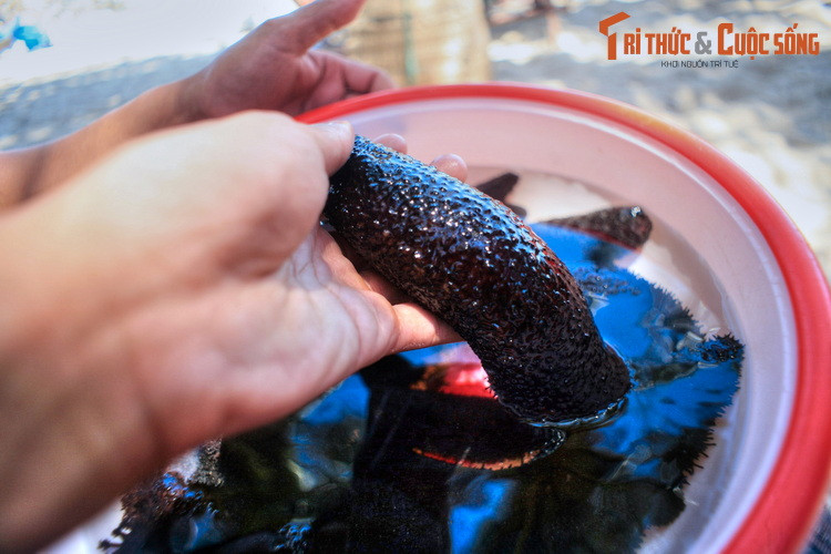  4. Thưởng thức hải sản tươi ngon. Là nơi mà phần lớn cư dân sống bằng nghề chài lưới, Cù Lao Chàm là nơi thực khách có thể tìm được rất nhiều loại hải sản tươi ngon, kể cả những loại khó tìm được ở các chợ cá trong đất liền như hải sâm.