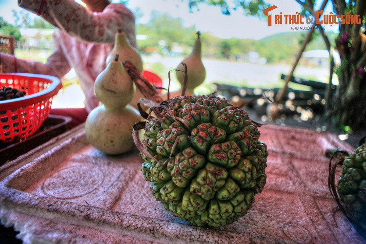  5. Khám phá thổ sản độc đáo. Không chỉ có hải sản, Cù Lao Chàm còn có nhiều loại thổ sản thú vị như dứa rừng, bầu nậm, trái nhàu, sâm cau... Cư dân địa phương sẽ tận tình hướng dẫn khách phương xa cách sử dụng các loại cây trái bản địa này.