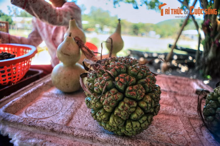  5. Khám phá thổ sản độc đáo. Không chỉ có hải sản, Cù Lao Chàm còn có nhiều loại thổ sản thú vị như dứa rừng, bầu nậm, trái nhàu, sâm cau... Cư dân địa phương sẽ tận tình hướng dẫn khách phương xa cách sử dụng các loại cây trái bản địa này.