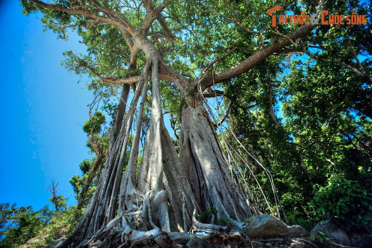  7. Thăm cây đa 600 tuổi. Nằm trên một sườn núi ở phía Đông của Cù Lao Chàm có một cây cổ thụ gây ngạc nhiên cho những ai được tận mắt chứng kiến. Đó là một cây đa 600 tuổi, có hình thù rất gân quốc, cổ quái. Cây cổ thụ này đã được công nhận là Cây Di sản Việt Nam.
