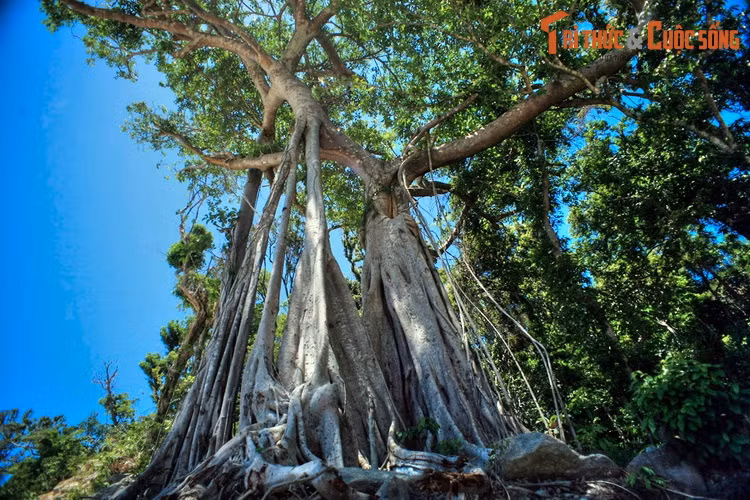  7. Thăm cây đa 600 tuổi. Nằm trên một sườn núi ở phía Đông của Cù Lao Chàm có một cây cổ thụ gây ngạc nhiên cho những ai được tận mắt chứng kiến. Đó là một cây đa 600 tuổi, có hình thù rất gân quốc, cổ quái. Cây cổ thụ này đã được công nhận là Cây Di sản Việt Nam.