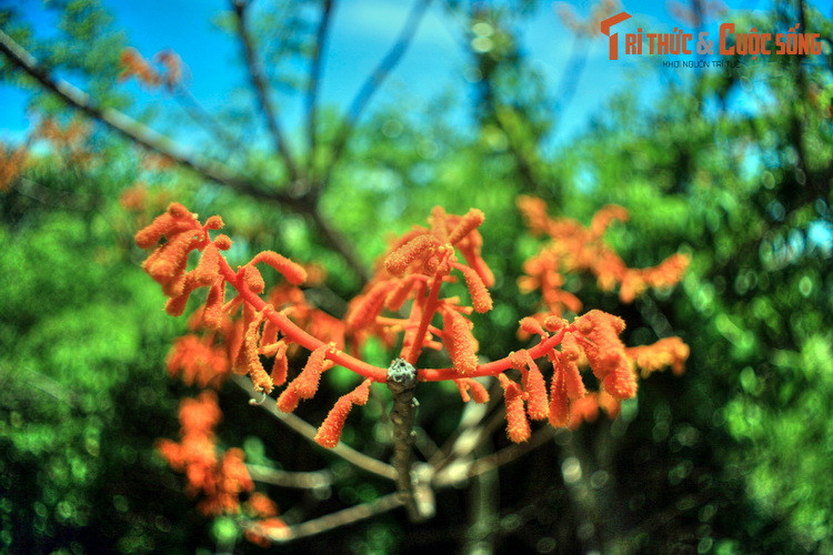  6. Ngắm hoa ngô đồng. Ngô đồng đỏ là loài cây quý hiếm của Cù Lao Chàm. Cứ đến tháng 7, tháng 8, các cánh rừng trên đảo lại rực lên sắc đỏ của loài cây này, mời gọi du khách từ khắp nơi đến chiêm ngưỡng.