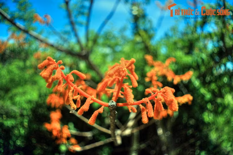  6. Ngắm hoa ngô đồng. Ngô đồng đỏ là loài cây quý hiếm của Cù Lao Chàm. Cứ đến tháng 7, tháng 8, các cánh rừng trên đảo lại rực lên sắc đỏ của loài cây này, mời gọi du khách từ khắp nơi đến chiêm ngưỡng.