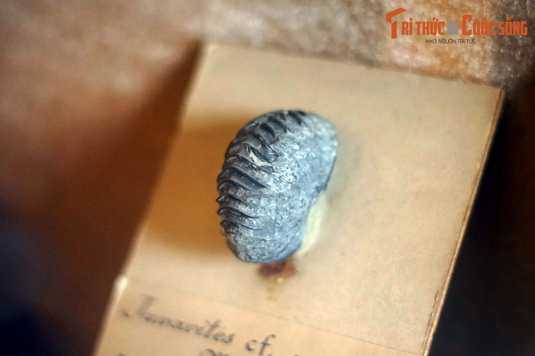 Cúc đá kỷ Trias thượng (khoảng 200-228 triệu năm trước), được tìm thấy cách thành phố Điện Biên Phủ 6 km, hiện vật của Bảo tàng Địa chất. Nhờ sự vận động địa chất trong hàng triệu năm, nhiều khu vực từng là thềm lục địa đã được đẩy lên thành cao nguyên và núi đá.