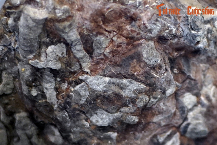 Hóa thạch của loài Nipponophyllum nikolaevae, thu thập ở núi Xuân Sơn, An Lão, Hải Phòng, hiện vật của Bảo tàng Thiên nhiên Việt Nam. Loài vật này thuộc họ Phyllodocidae, gồm những loài giun nhiều tơ sống dưới đáy biển, có thể đào hang dưới lớp trầm tích.