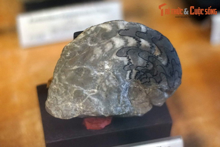 Hóa thạch cúc đá được tìm thấy ở Bắc Thủy, Lạng Sơn năm 1977, hiện vật của Bảo tàng Địa chất. Câu hỏi trên có thể được giải đáp dễ dàng, nếu như chúng ta biết rằng rất nhiều vùng núi của Việt Nam ngày nay từng là đáy biển trong quá khứ.