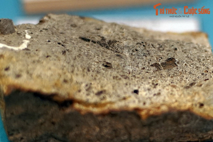 Hóa thạch đốt thân huệ biển, thu thập ở đỉnh Tu Xán, thị trấn Đồng Văn, Hà Giang, hiện vật của Bảo tàng Thiên nhiên Việt Nam. Lớp huệ biển (Crinoidea) gồm những loài động vật trông giống bông hoa, xuất hiện trên trái đất từ trên 400 triệu năm trước.