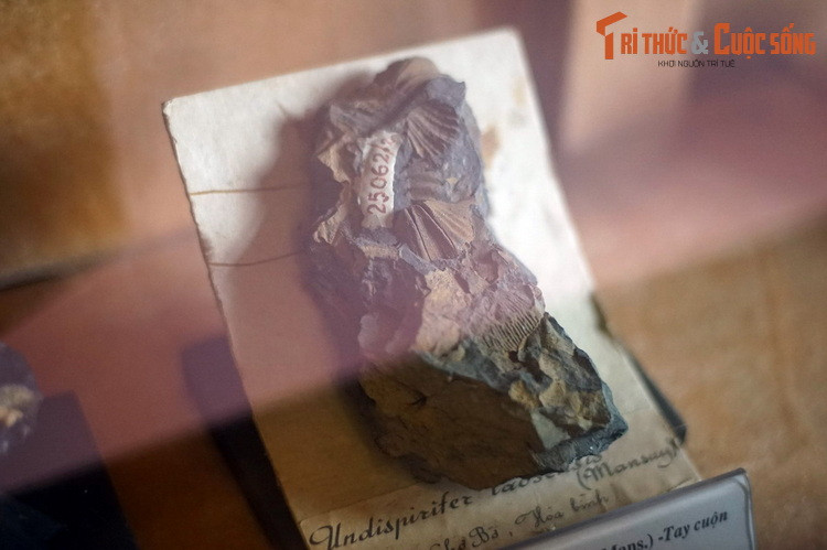 Hóa thạch một loài tay cuộn (ngành động vật không xương sống quan trọng nhất đại cổ sinh) khai quật ở Chợ Bờ, Hòa Bình, hiện vật của Bảo tàng Địa chất. Ngày nay, hóa thạch các loài sinh vật biển có thể được tìm thấy ở các vùng núi khắp Việt Nam.