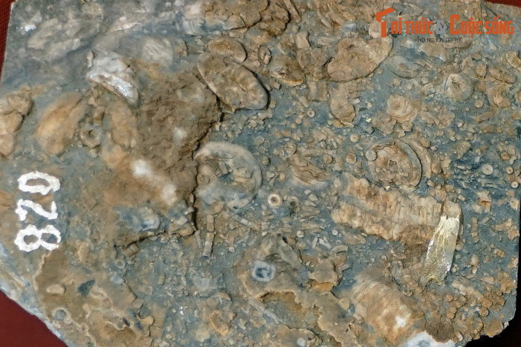 Hóa thạch loài huệ biển cổ sinh Cyclocyclicus pentagonocyclicus, thu thập ở núi đá vôi Ngũ Hành Sơn, Đà Nẵng, hiện vật của Bảo tàng Thiên nhiên Việt Nam.