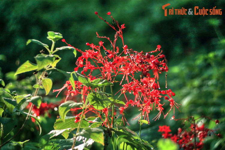 Từ một vùng đồi núi trọc thiếu sức sống, ngày nay núi Trường Lệ đã trở thành khu vực có mức độ đa dạng sinh học cao, nơi nhiều loài cây cối và động vật bản địa sinh trưởng và phát triển.