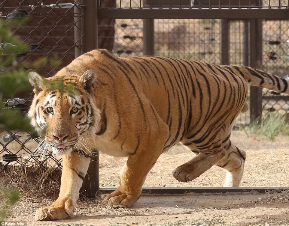 Chú hố Laziz đã may mắn được cứu sống hồi tháng 8 vừa qua sau khi bị bỏ đói trong một vườn thú ở Palestine. Đây là con hổ sống sót duy nhất tại quốc gia Trung Đông này.