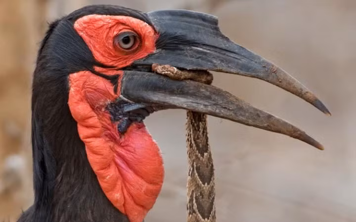 Chim mỏ sừng đang thưởng thức một con rắn độc mà nó bắt được trong công viên động vật hoang dã Kruger, Nam Phi.