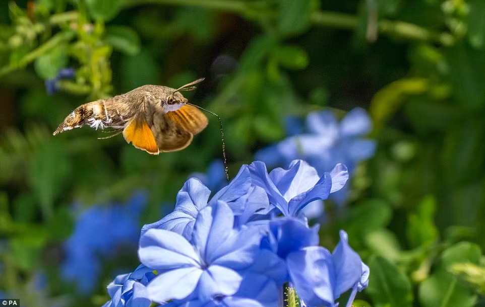 Bướm ruồi đuôi xù hút mật hoa trong một khu vườn trên đảo Corfu, Hi Lap. (Ảnh: Owen Gee)