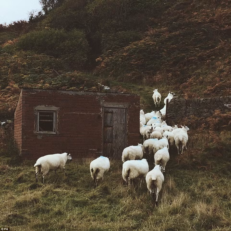 Những con cứu bắt đầu lên núi để trở về chuồng lúc chiều muộn ở Anglesey, Xứ Wales. (Ảnh: Charlie Wright)