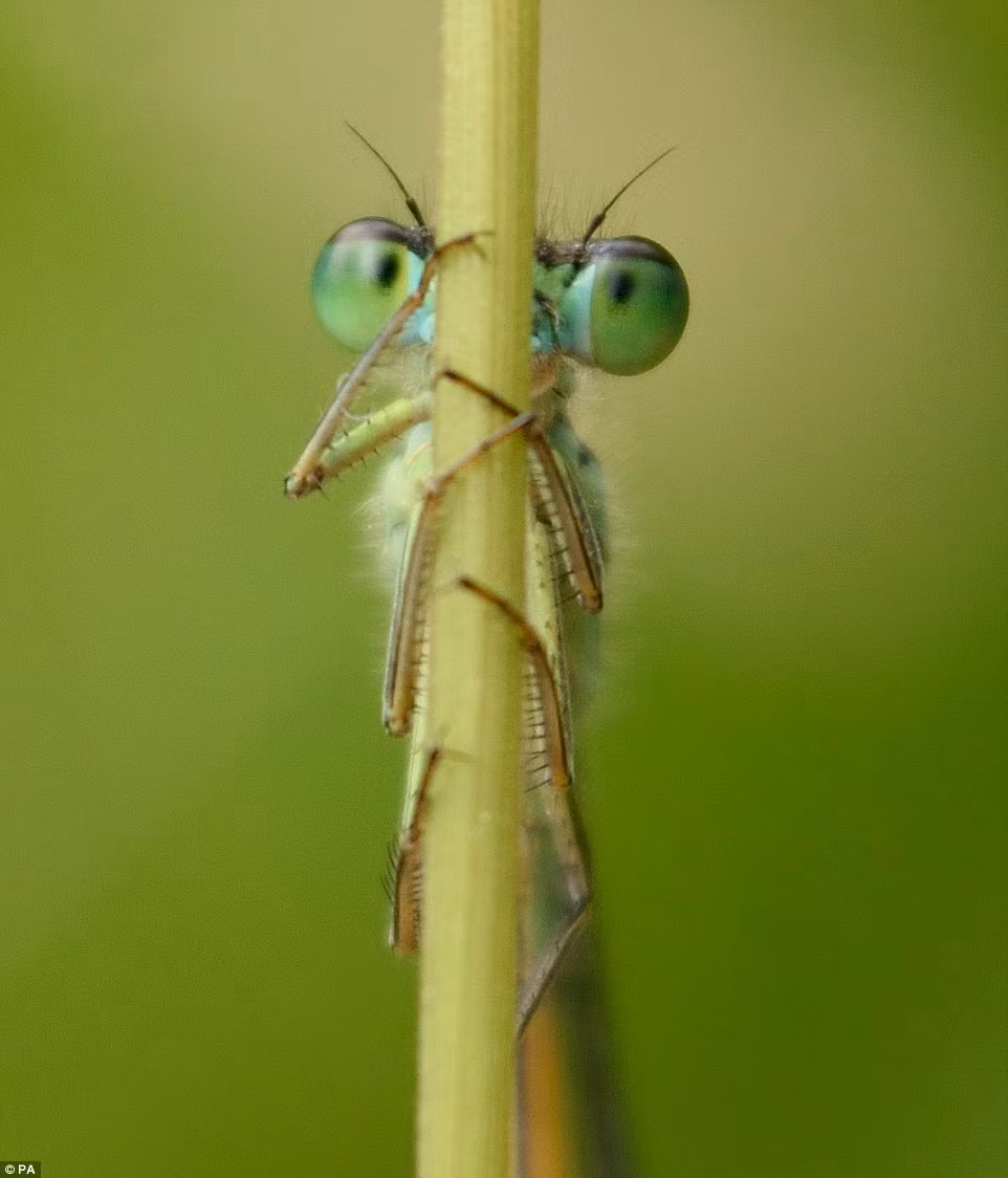 Chuồn chuồn kim ôm chặt lá cỏ. (Ảnh: Magnus McLeod)
