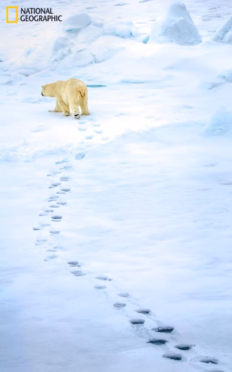 Những vết chân le loi của gấu bắc cực in trên băng tuyết. Đây là một trong số ít loài động vật có thể sống tại vùng Bắc cực lạnh giá. (Ảnh: Harry Lyndon-Skeggs)