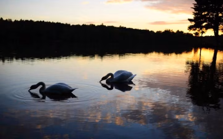 Cặp thiên Nga trên mặt nước phẳng lặng lúc hoàng hôn tại hồ Hawley gần Blackwater, Anh.
