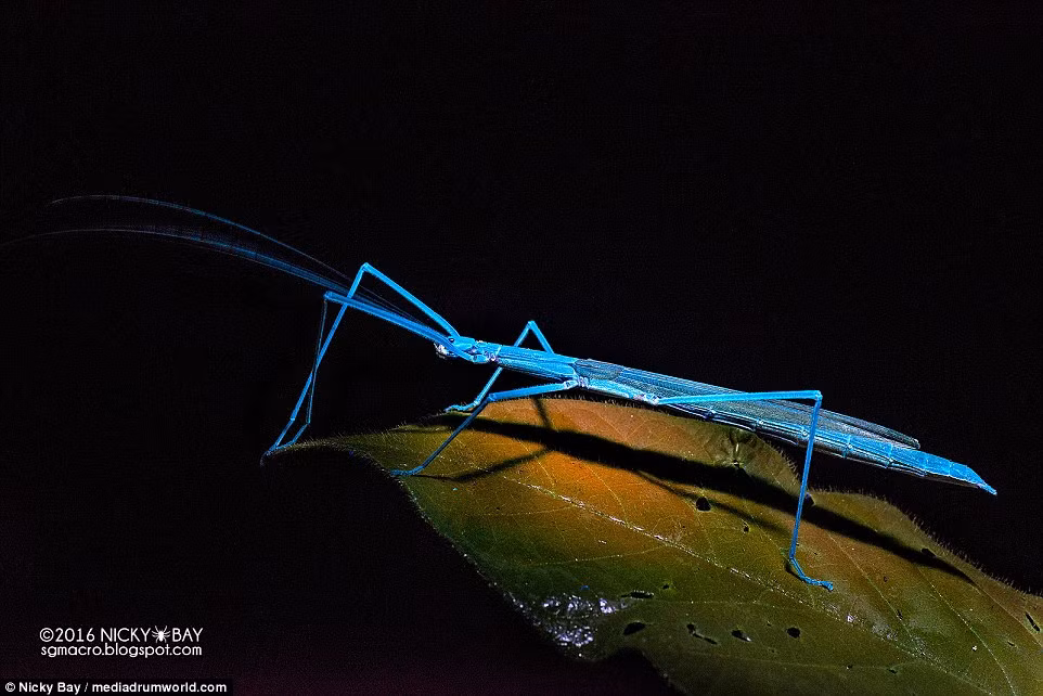 Con bọ que này dường như không thể ngụy trang lẫn với màu lá cây khi bị chiếu ánh sáng cực tím.