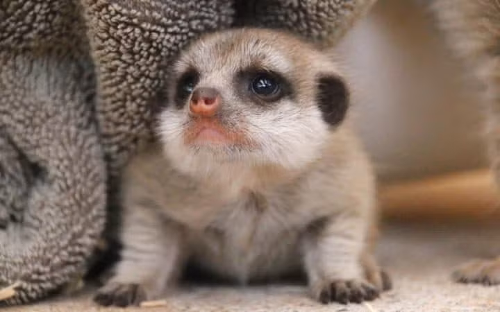Cầy meerkat con khám phá chuồng của nó trong vườn thú ở Taronga, Australia.