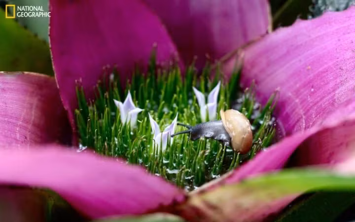 Ốc sên bò lên một bông hoa màu tím trong khu bảo tồn thiên nhiên Garfield ở Chicago, Mỹ. (Ảnh: Samira Qadir)