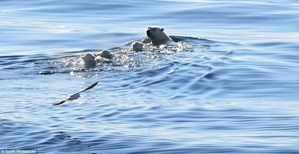 Trong khoảnh khắc giữa sự sống và cá chết, ba chú gấu Bắc Cực nhỏ buộc phải mạo hiểm bơi theo mẹ của chúng qua vùng biển ít băng ngoài khơi đảo Baffin, Bắc Cực.