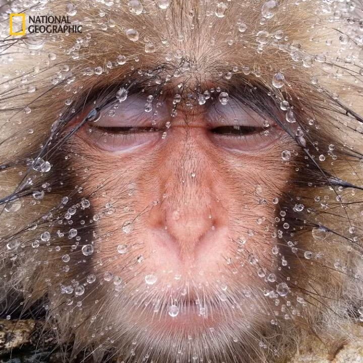 Khỉ tuyết ngâm mình trong suối nước nóng ở Nagano, Nhật Bản. (Ảnh: Takeshi Marumoto)