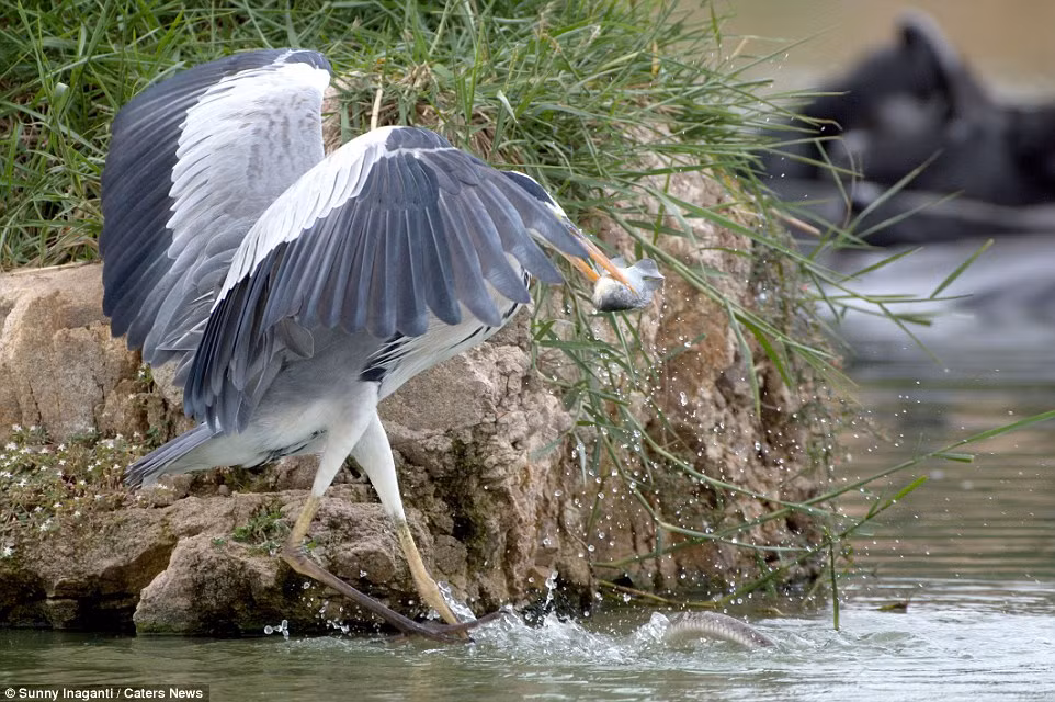 Chim diệc cuối cùng cũng giành được con cá, trong khi con rắn không có lựa chọn nào khác là đầu hàng và trở lại dưới nước để tìm kiếm mồi khác.