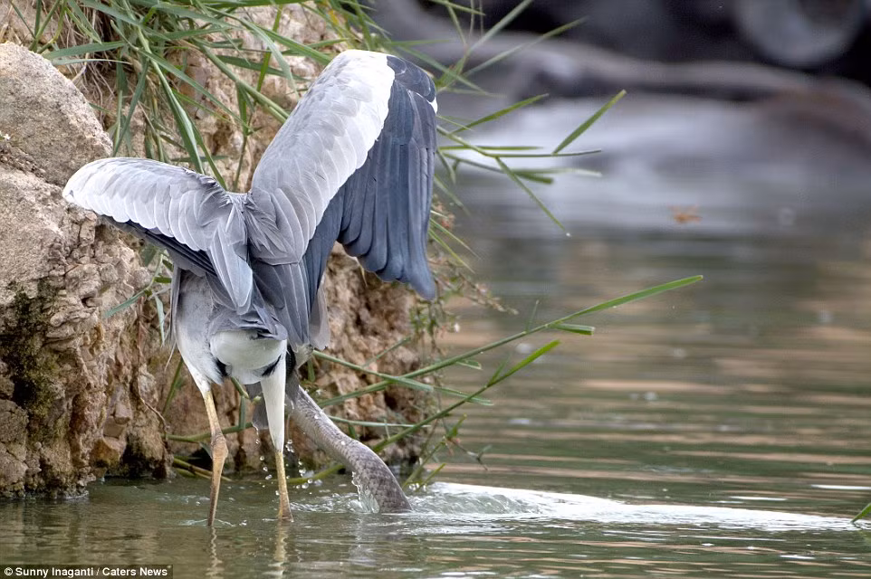 Cảnh tưởng được nhiếp ảnh gia nghiệp dư Sunny Inaganti ghi lại tại một dòng suối ở bang Telangana, Ấn Độ.