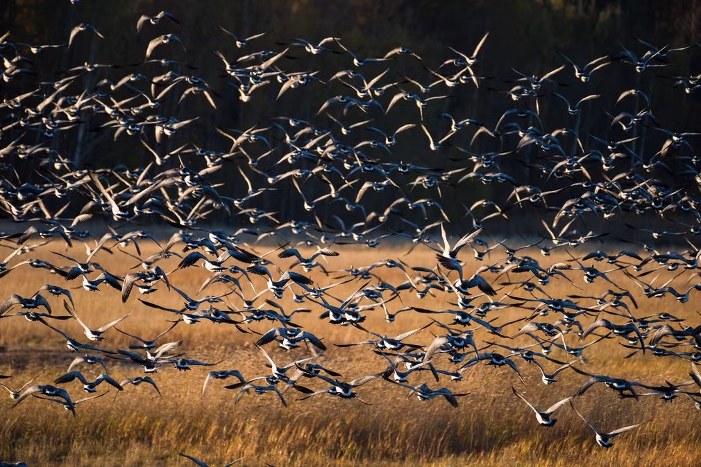 Đàn ngỗng bay đi kiếm ăn trên cánh đồng ở Laajalahti, Espoo, Phần Lan.