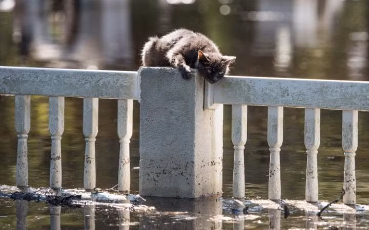 Mèo mắc kẹt trên hàng rào ngập trong nước lũ tại thị trấn Fair Bluff, bang North Carolina, Mỹ.