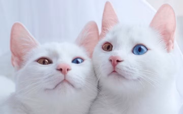 Cặp mèo trắng xinh xắn gây ấn tượng với mắt màu khác nhau tại một sự kiện ở thành phố Saint-Petersburg, Nga.
