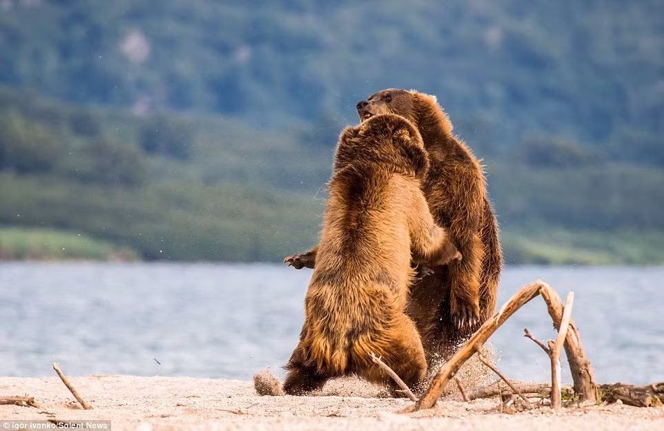 Chúng đứng bằng chân sau và dùng hai chân trước để tấn công đối phương.