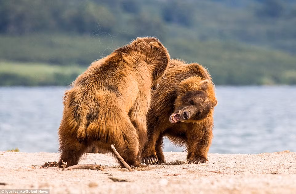 “Hai con gấu gầm thét rồi dùng chân trước để đánh vào mặt nhau”, nhiếp ảnh gia 30 tuổi cho biết.