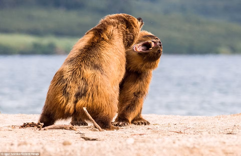 Cảnh tượng được ghi lại bởi nhiếp ảnh gia Igor Ivanko khi anh đang chụp ảnh một con gấu nâu khác bắt cá dưới hồ.