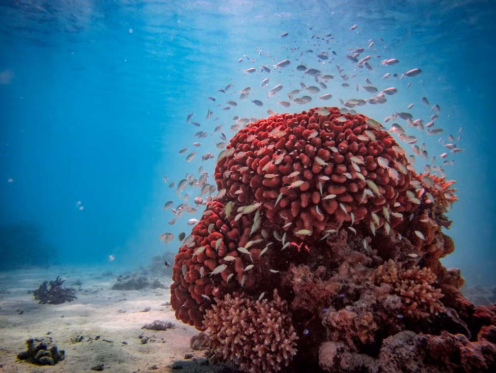 Đàn cá nhỏ bơi quanh san hồ ở ngoài khơi đảo Polynesian giữa Thái Bình Dương.