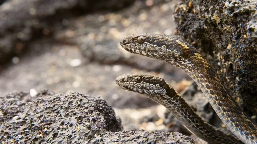 Những con rắn đua thò đầu ra khỏi khe đá trong khi đi săn mồi trên quần đảo Galapagos.