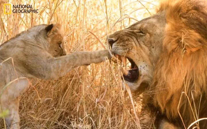 Sư tử con trêu đùa bố trong một khu bảo tồn động vật hoang dã ở Botswana. (Ảnh: p. Kuhn)