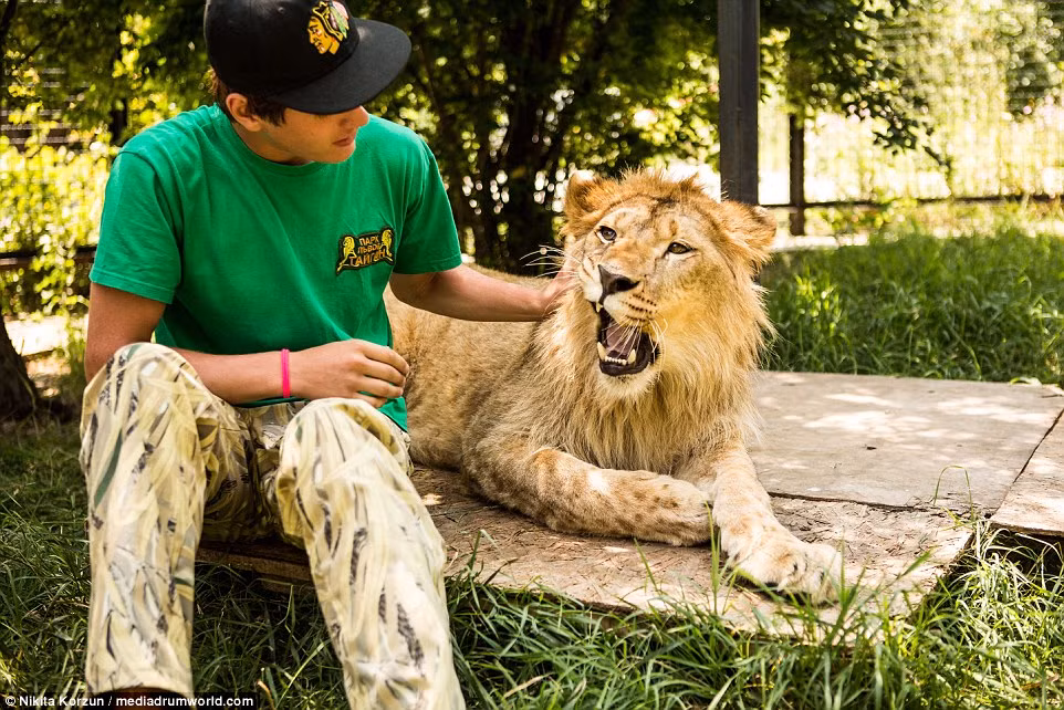 Nhiếp ảnh Nikita Korzun rất ngạc nhiên khi tới thăm công viên Taigan và thấy mọi người chơi đùa rất tự nhiên cạnh những con sư tử.