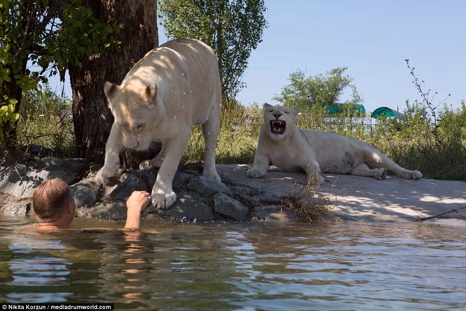 Công viên Taigan có tổng cộng 1.500 cá thể động vật, bao gồm cả hổ và sư tử trắng quý hiếm.